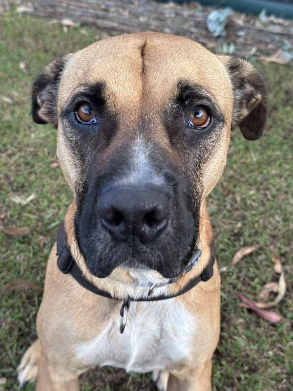 Bayne - Bull Arab Cross available for adoption in Brisbane