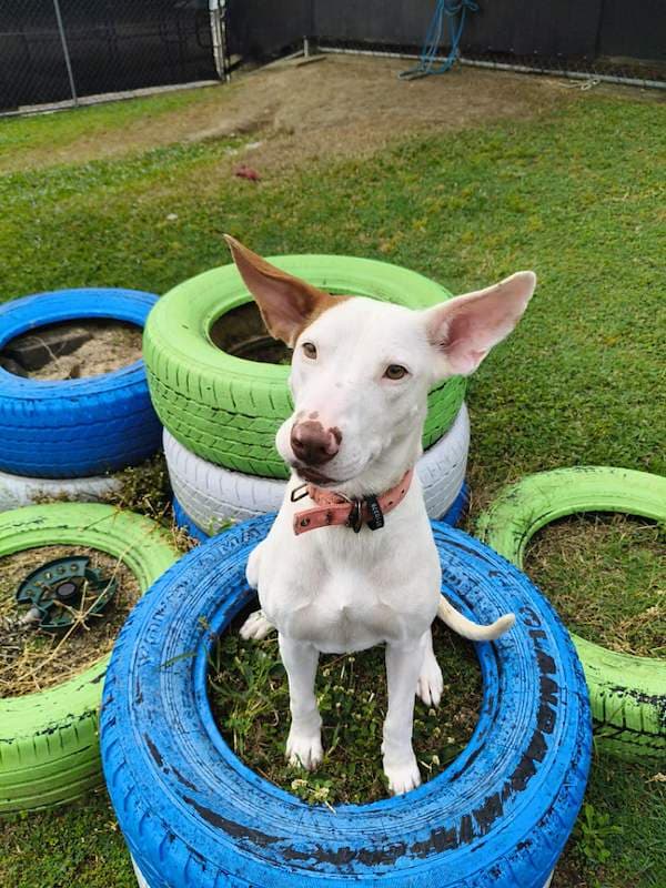 Twixi - Australian Cattle Dog x Bull Arab available for adoption in Cairns