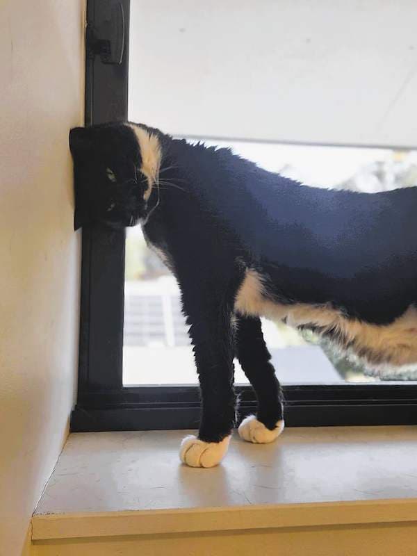Eliot - Domestic Short Hair (DSH) (Mixed) cat available for adoption at RSPCA Queensland in Brisbane