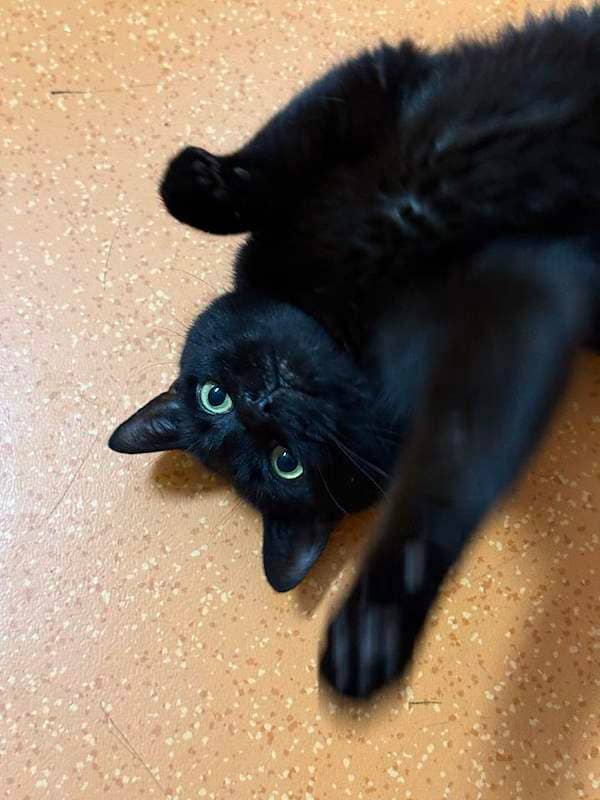 Shadow - Domestic Short Hair cat available for adoption at RSPCA Queensland in Brisbane