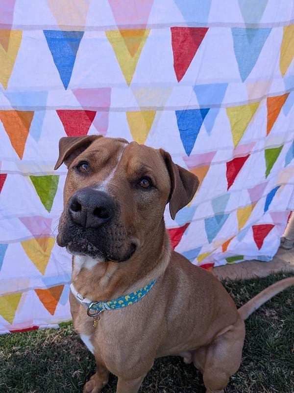 Ted - Rhodesian Ridgeback x American Staffordshire Bull Terrier available for adoption in Toowoomba