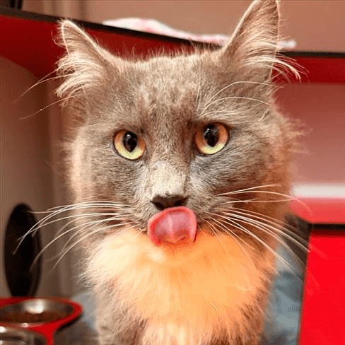 Lord Beans - Domestic Short Hair cat available for adoption at RSPCA Queensland in Brisbane