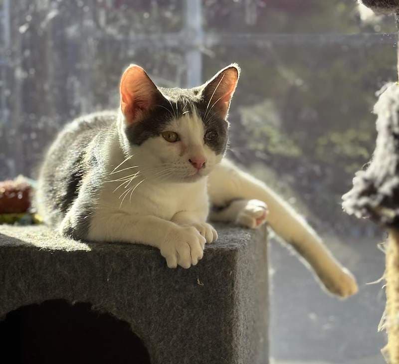 Nesta - Domestic Short Hair (DSH) cat available for adoption at RSPCA Queensland in Cairns