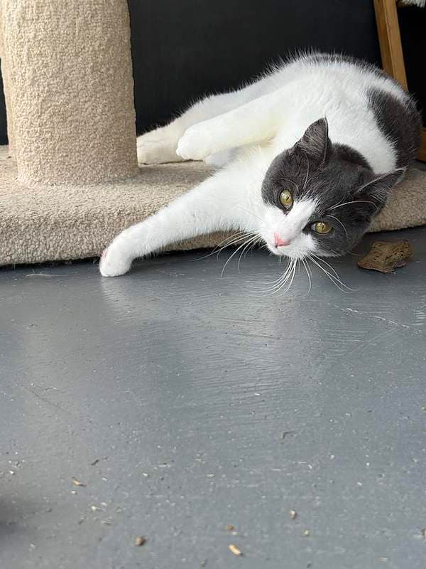 Dimple - Domestic Short Hair (DSH) cat available for adoption at RSPCA Queensland in Brisbane