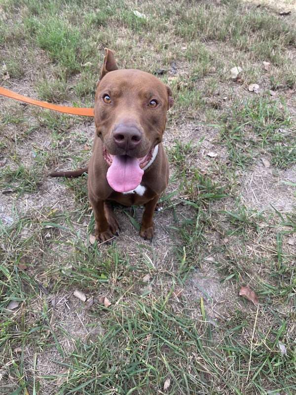 Dobby - American Staffordshire Bull Terrier x Mastiff available for adoption in Rockhampton