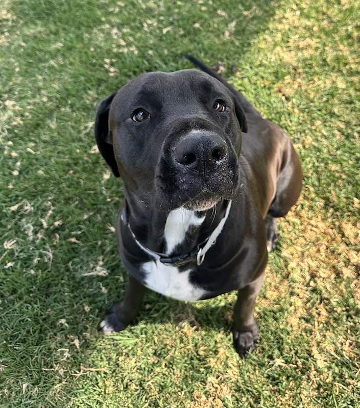 Bruno - Bull Arab available for adoption in Toowoomba