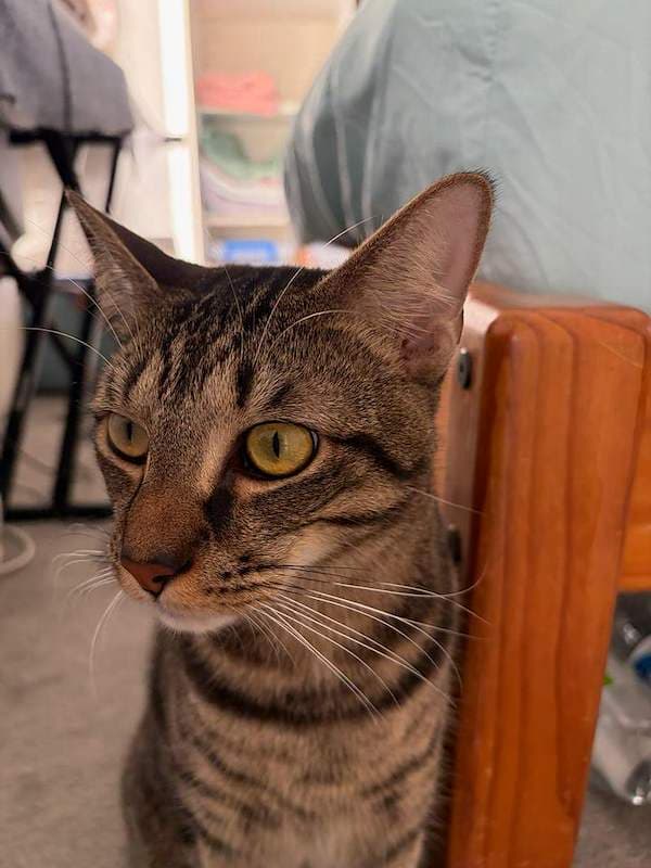 Chino - Domestic Short Hair (DSH) cat available for adoption at RSPCA Queensland in Cairns