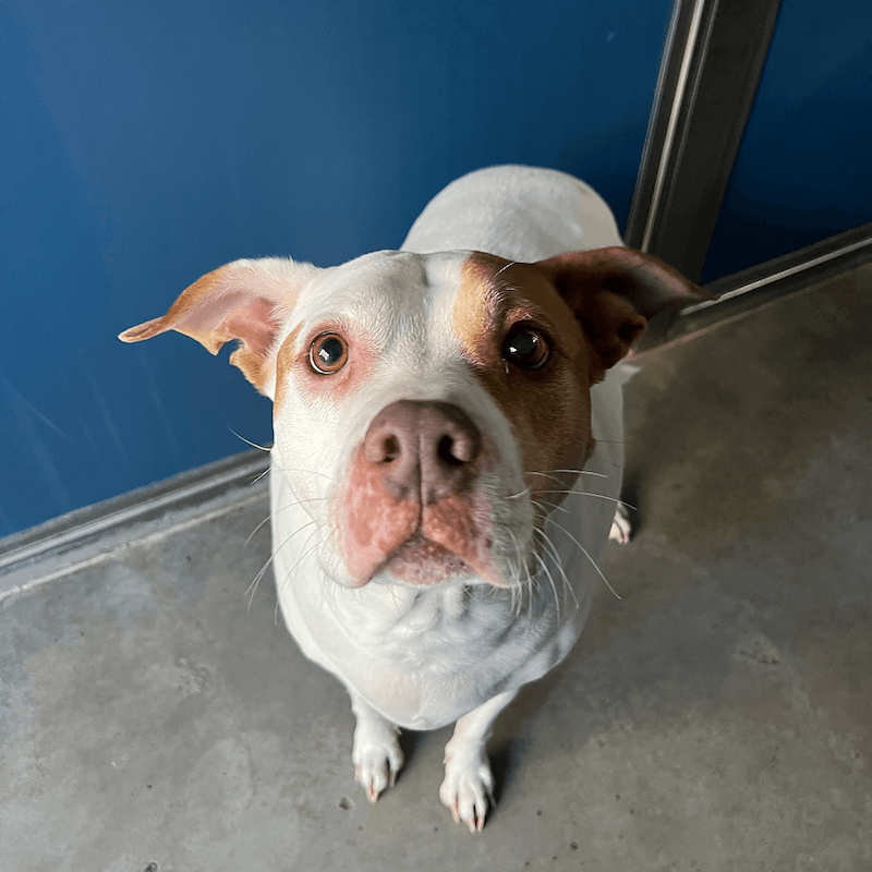 Ty - American Staffordshire Bull Terrier Cross available for adoption in Brisbane