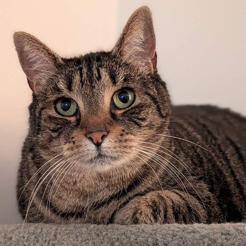 Little One - Domestic Short Hair (DSH) cat available for adoption at RSPCA Queensland in Brisbane
