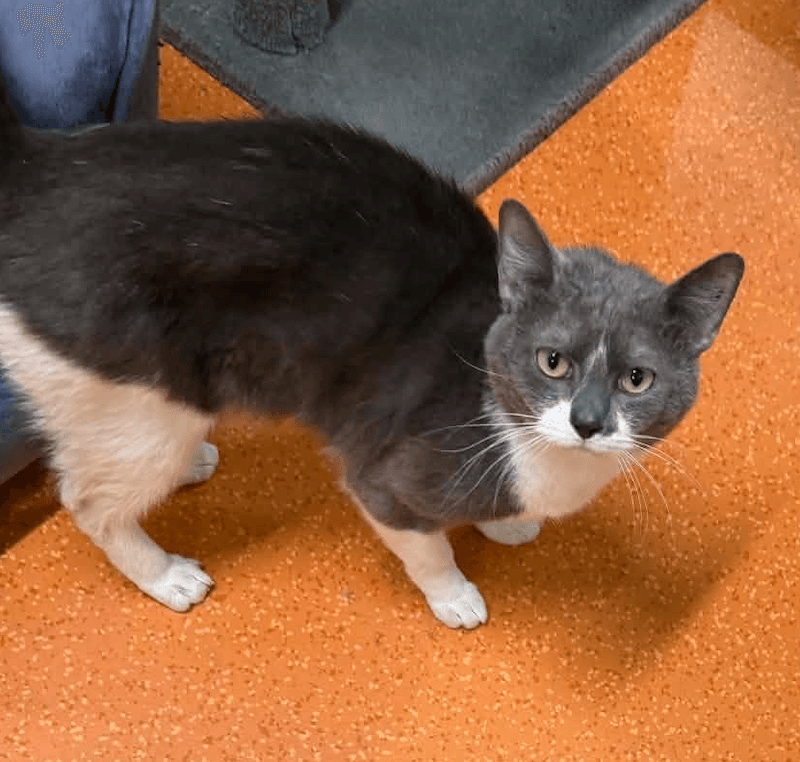 Scoob - Domestic Short Hair (DSH) (Mixed) cat available for adoption at RSPCA Queensland in Brisbane