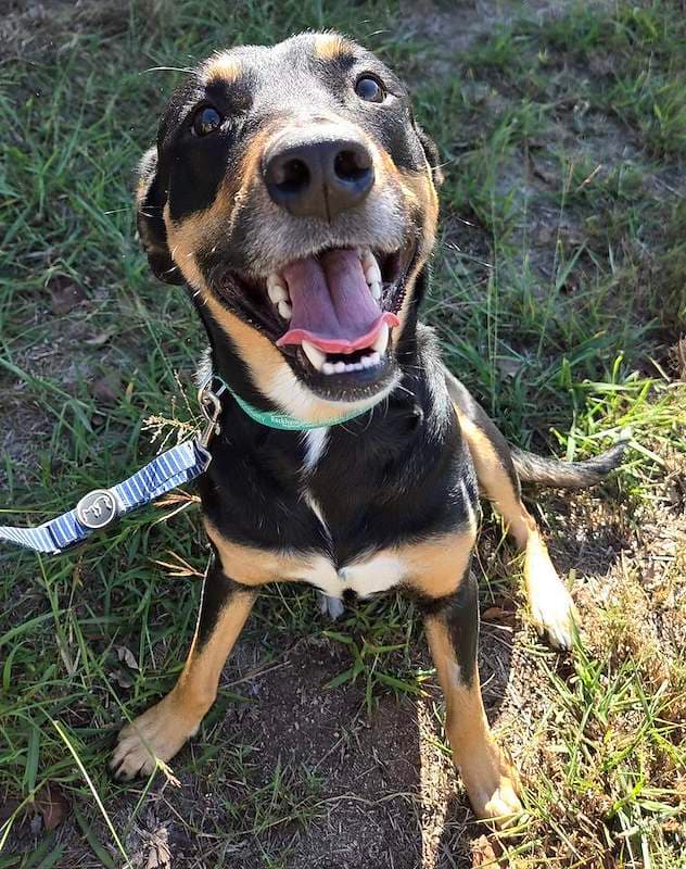 Bob - Kelpie Cross available for adoption in Rockhampton