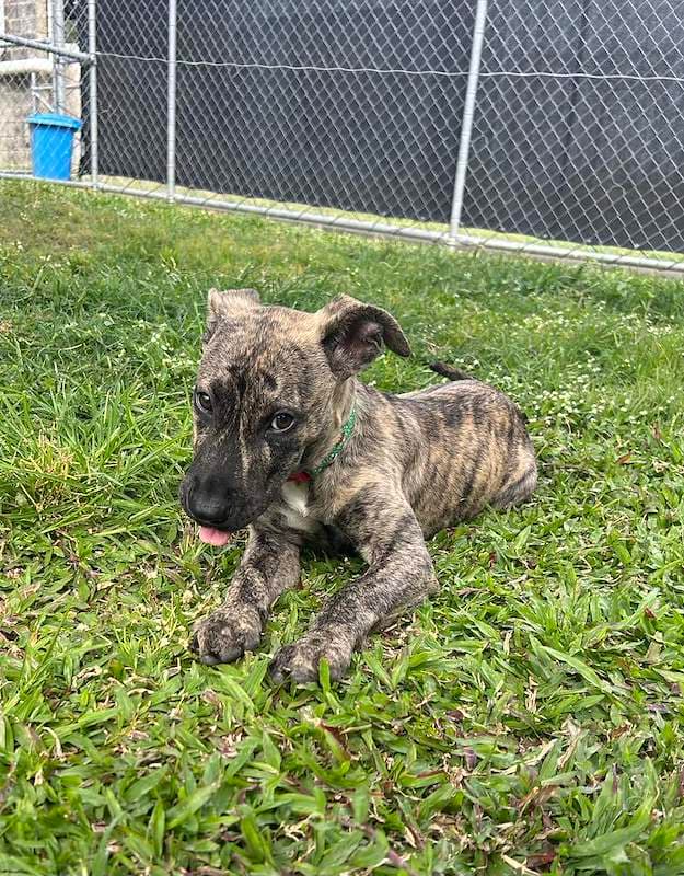 Xander - Mastiff available for adoption in Cairns