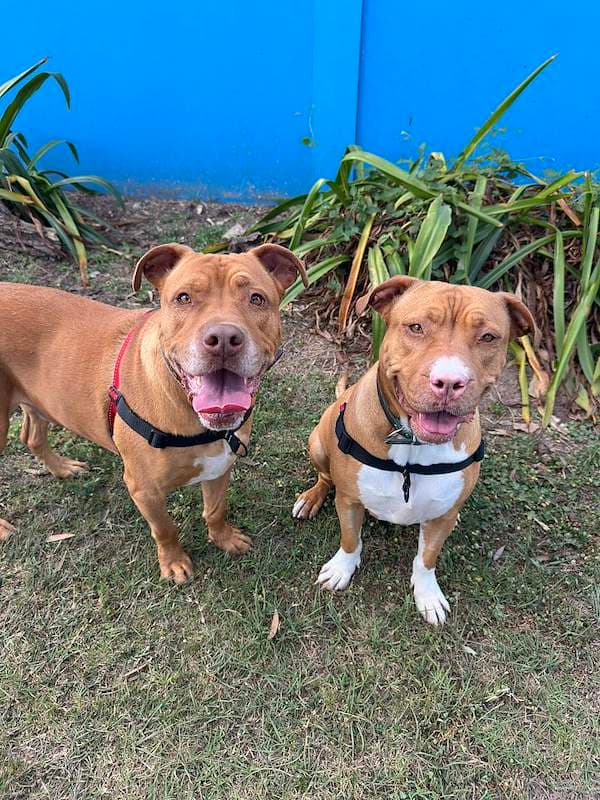Bundy - American Staffordshire Bull Terrier Cross available for adoption in Brisbane