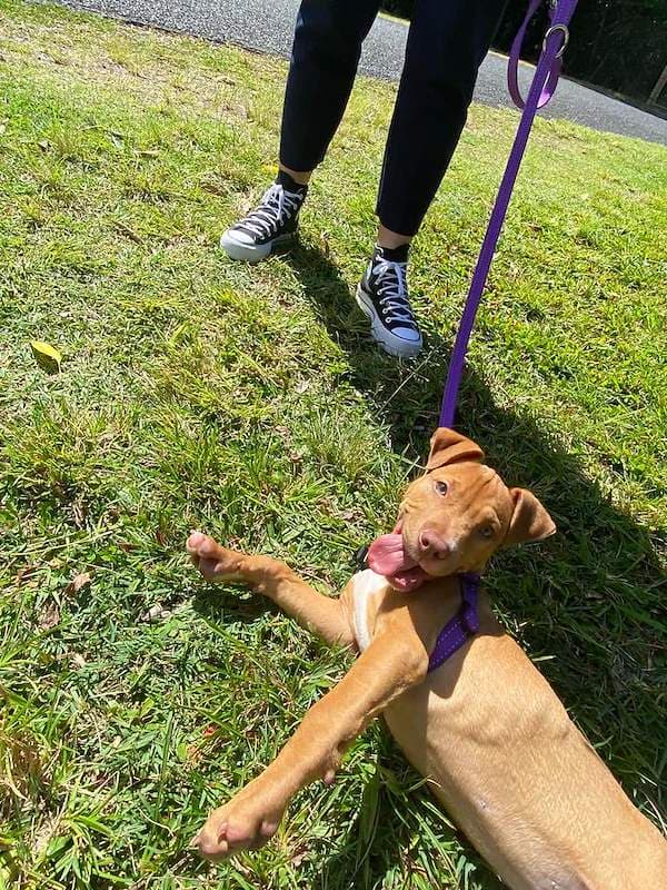 Ryder - Australian Cattle Dog available for adoption in Cairns