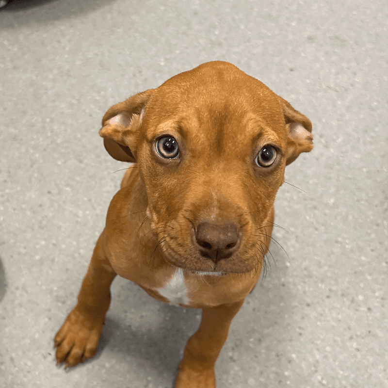 Everest - Australian Cattle Dog available for adoption in Cairns