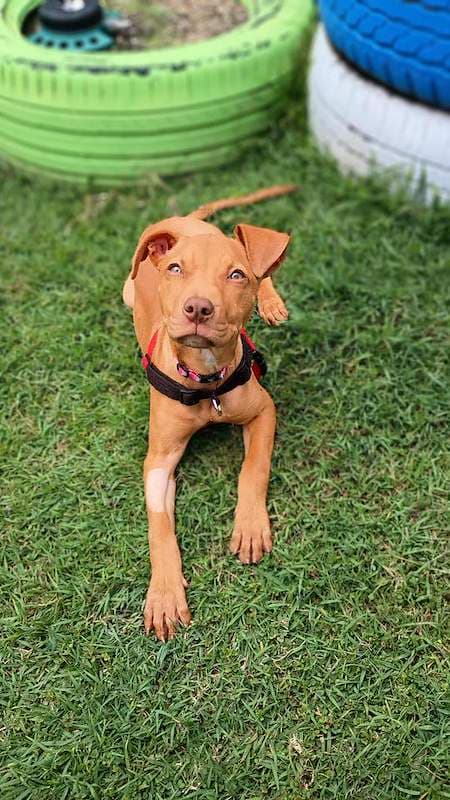 Liberty - Australian Cattle Dog available for adoption in Cairns
