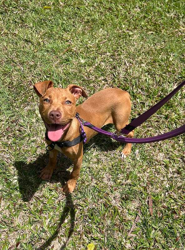 Coral - Australian Cattle Dog available for adoption in Cairns