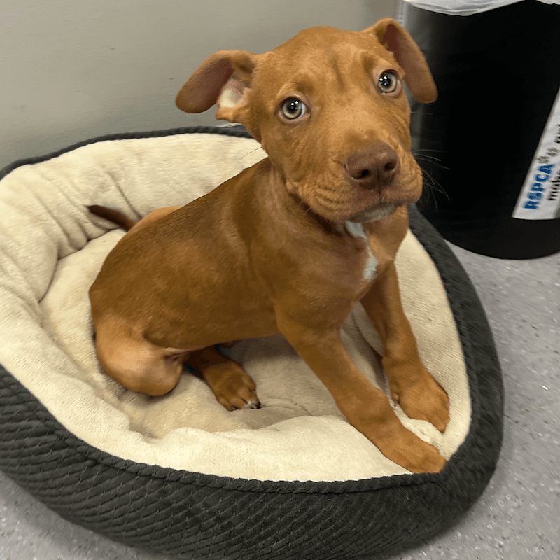 Rubble - Australian Cattle Dog available for adoption in Cairns