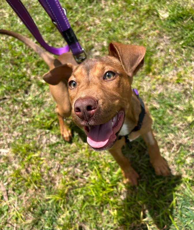 Rocky - Australian Cattle Dog available for adoption in Cairns