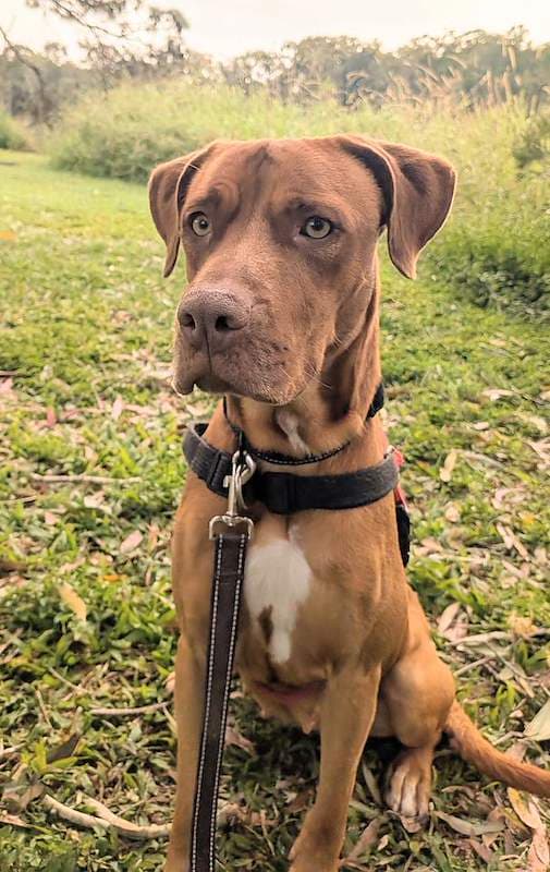 Ellie - Hungarian Vizsla Cross available for adoption in Brisbane