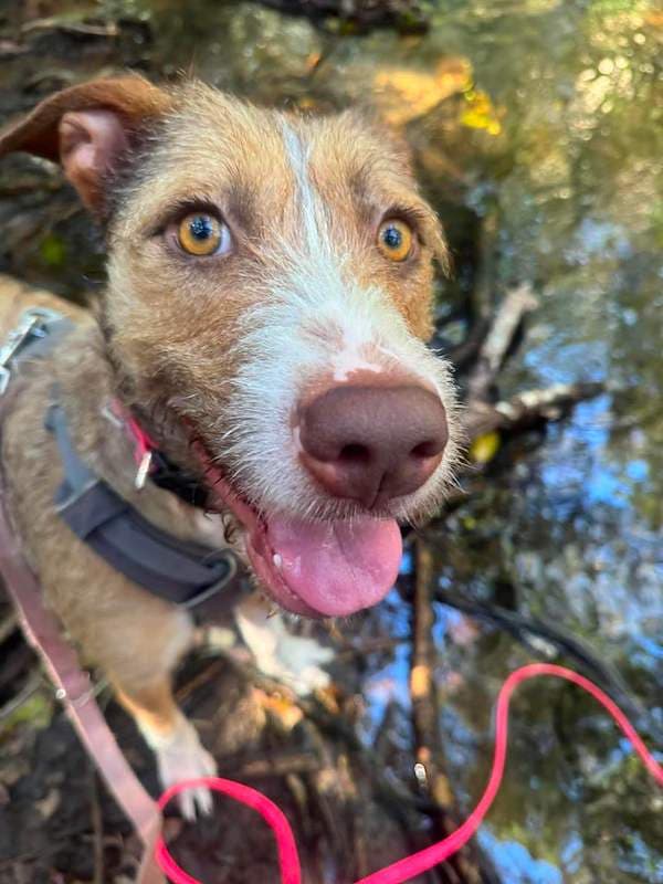 Sasha - Staghound x Kelpie available for adoption in Cairns
