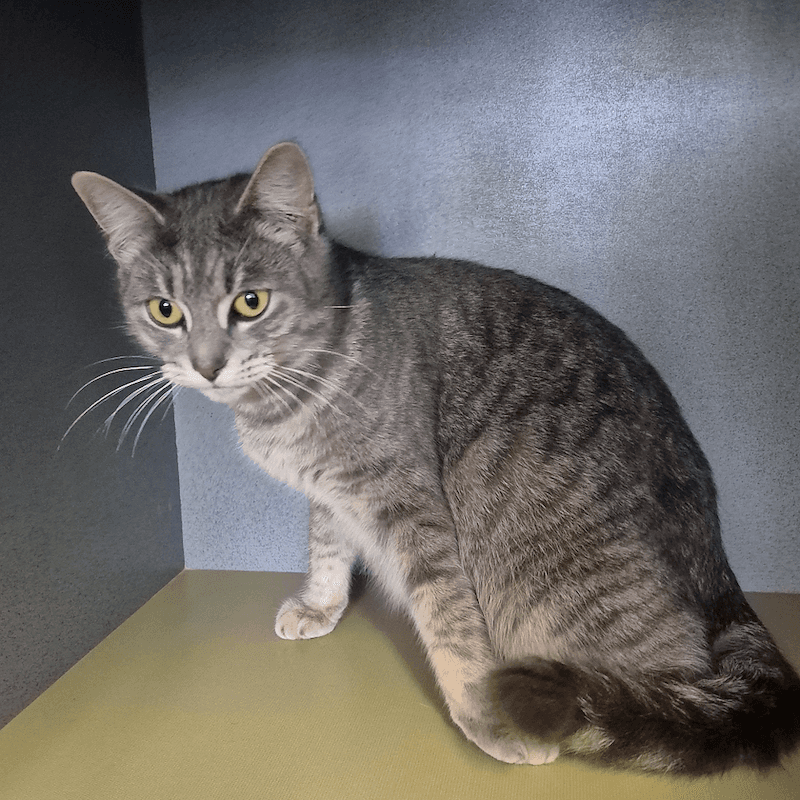Ariana - Domestic Short Hair cat available for adoption at RSPCA Queensland in Gympie