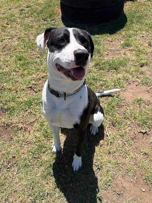 Peanut - Bull Arab Cross available for adoption in Toowoomba