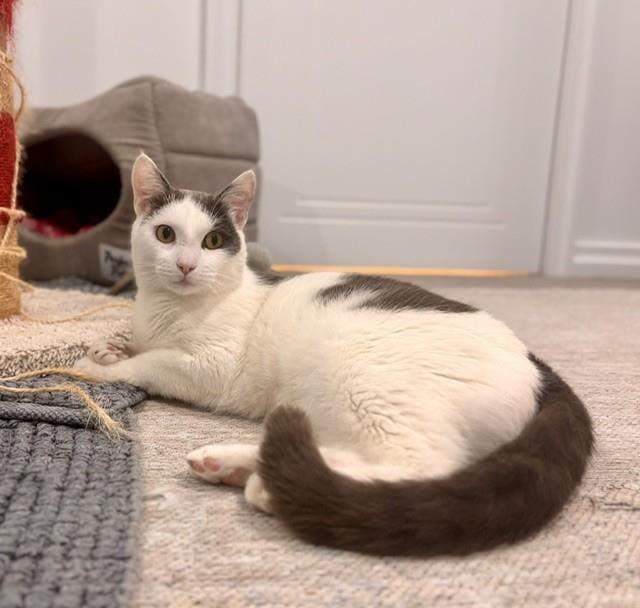 Earl - Domestic Short Hair (DSH) (Mixed) cat available for adoption at RSPCA Queensland in Brisbane