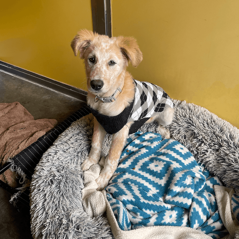 Bowie - Maremma Sheepdog x Border Collie available for adoption in Brisbane
