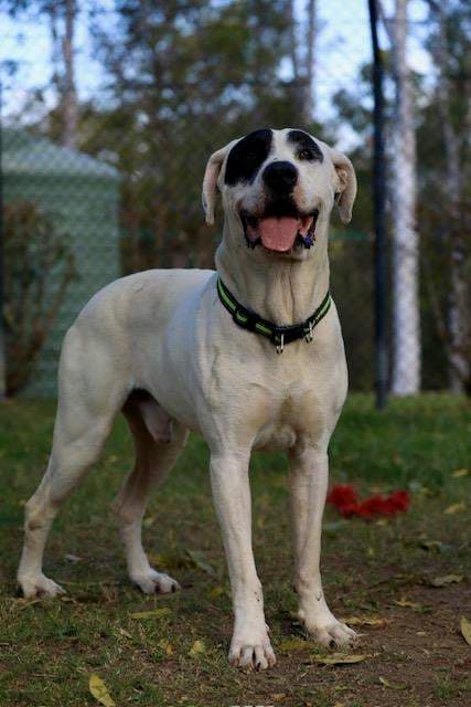 Beetle - Mastiff available for adoption in Brisbane