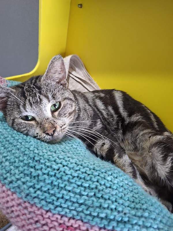 Benjamin - Domestic Short Hair cat available for adoption at RSPCA Queensland in Cairns