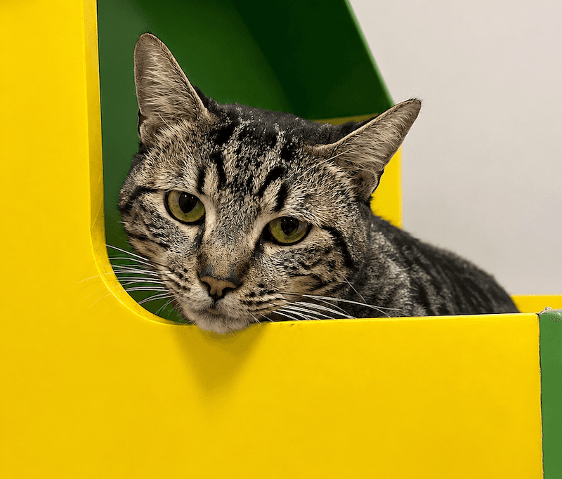 Franklin - Domestic Short Hair (DSH) cat available for adoption at RSPCA Queensland in Cairns