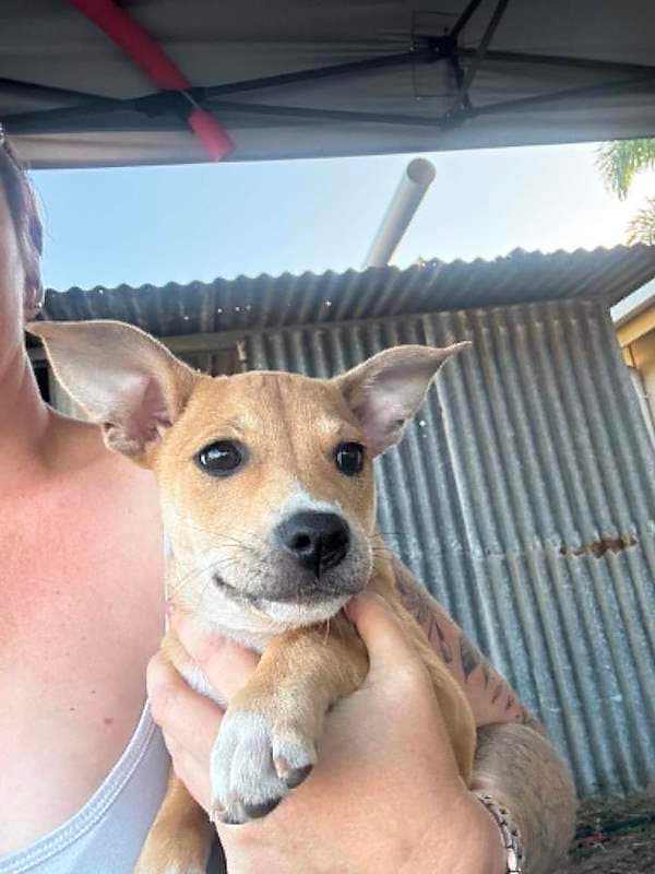 Pluto - Bull Arab Cross available for adoption in Rockhampton