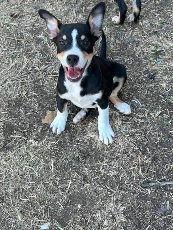 Bolt - Bull Arab Cross available for adoption in Rockhampton