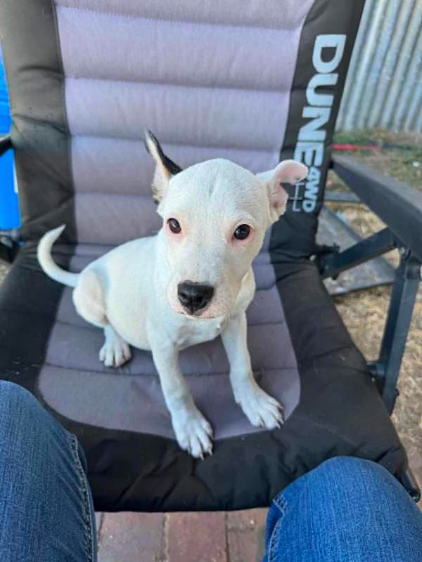 Lassie - Bull Arab Cross available for adoption in Rockhampton