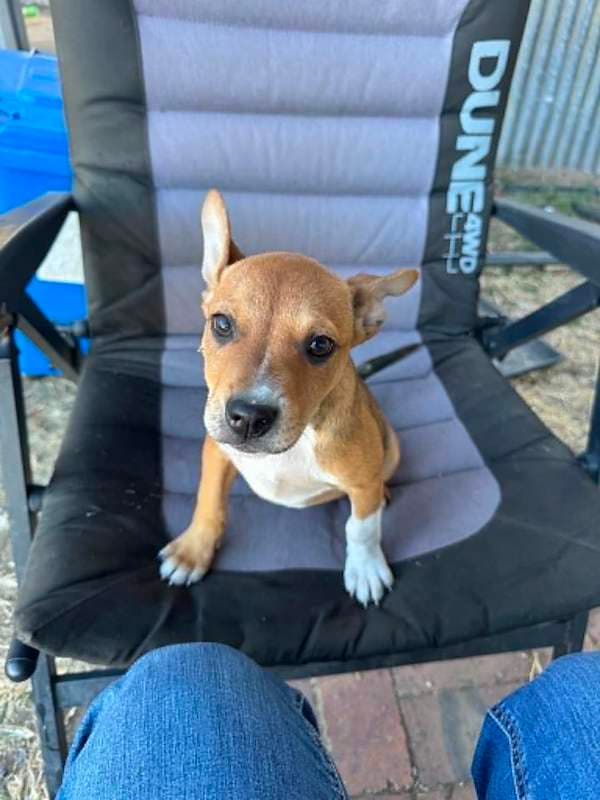Pip - Bull Arab Cross available for adoption in Rockhampton