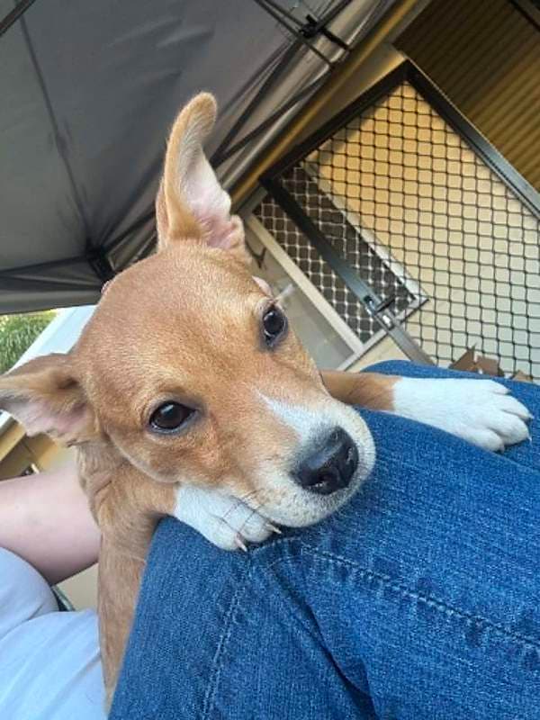 Scrappy - Bull Arab Cross available for adoption in Rockhampton