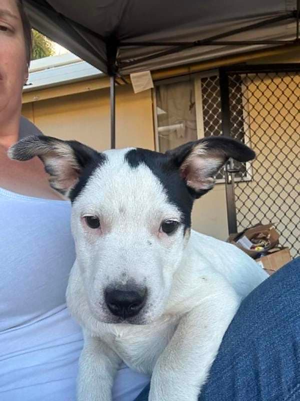Snoopy - Bull Arab Cross available for adoption in Rockhampton