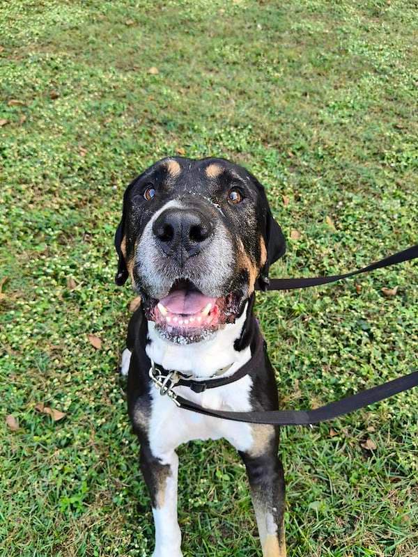 Woody - Mastiff x Great Dane available for adoption in Cairns