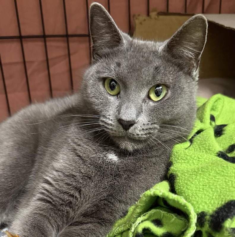 Rosa - Domestic Short Hair cat available for adoption at RSPCA Queensland in Brisbane