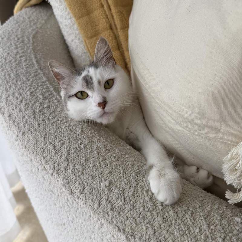 Emmy - Domestic Medium Hair (DMH) cat available for adoption at RSPCA Queensland in Brisbane