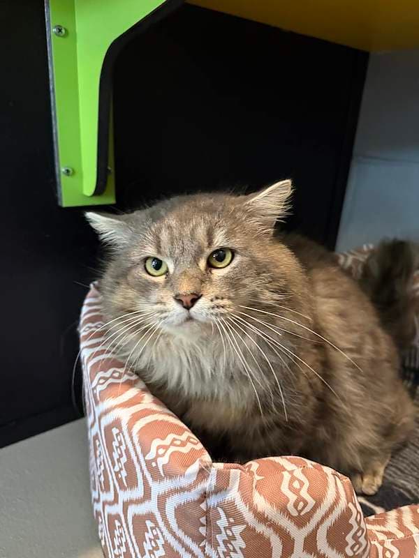 Joey - Domestic Medium Hair cat available for adoption at RSPCA Queensland in Brisbane