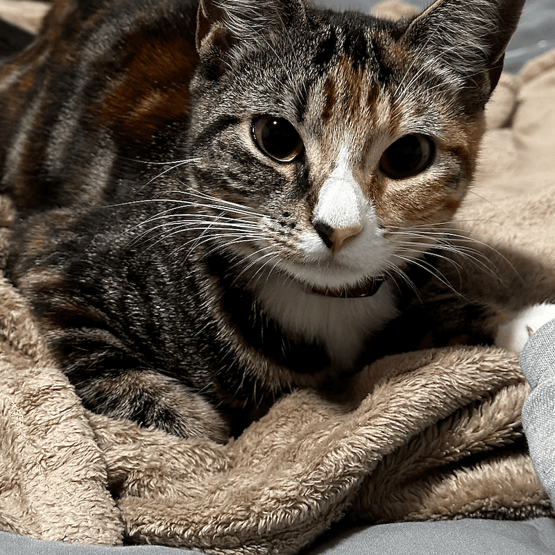 Rosie - Domestic Short Hair cat available for adoption at RSPCA Queensland in Brisbane