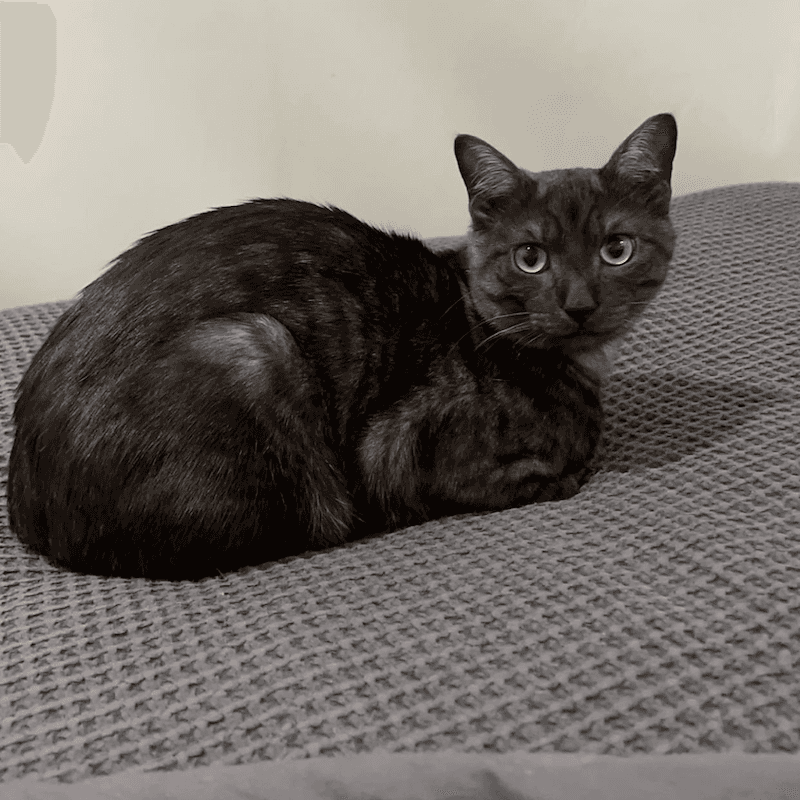 Ollie - Domestic Short Hair cat available for adoption at RSPCA Queensland in Brisbane