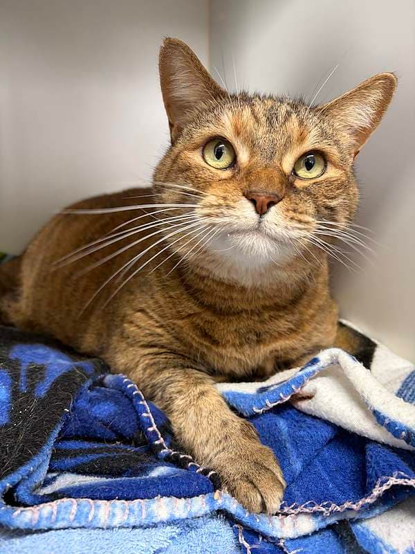Chook - Domestic Short Hair (DSH) cat available for adoption at RSPCA Queensland in Brisbane