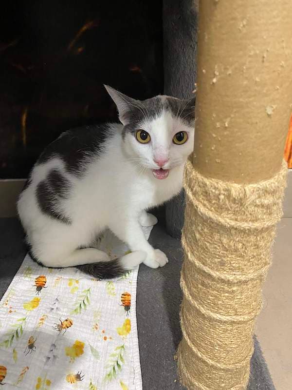Chester - Domestic Short Hair cat available for adoption at RSPCA Queensland in Rockhampton