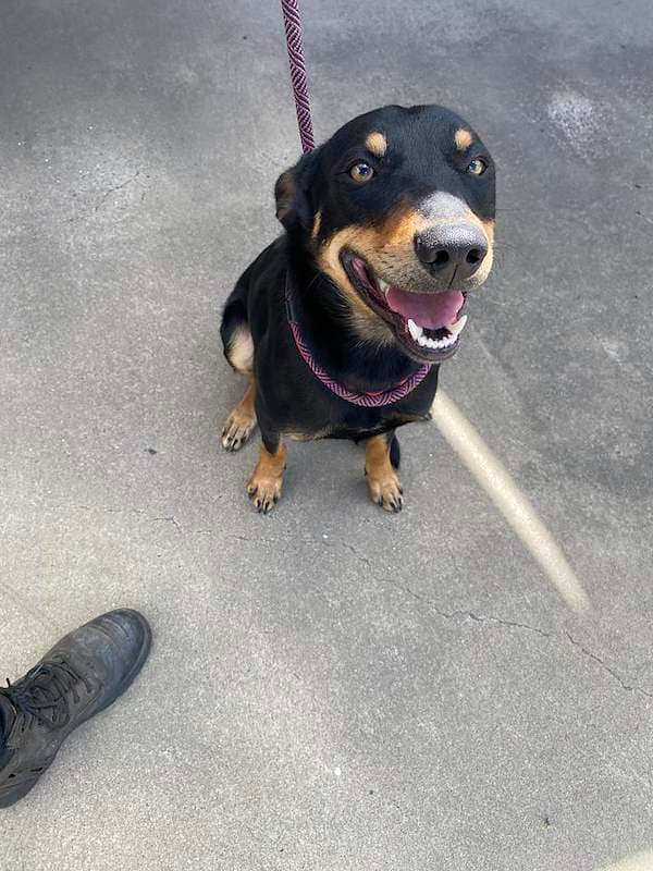 Vegeta - Kelpie available for adoption in Rockhampton