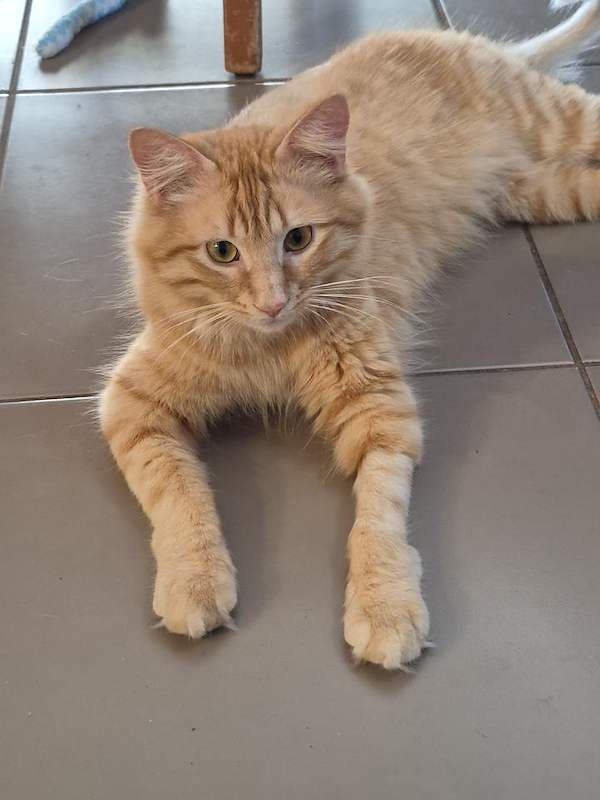 Vinnie - Domestic Medium Hair (DMH) (Mixed) cat available for adoption at RSPCA Queensland in Brisbane