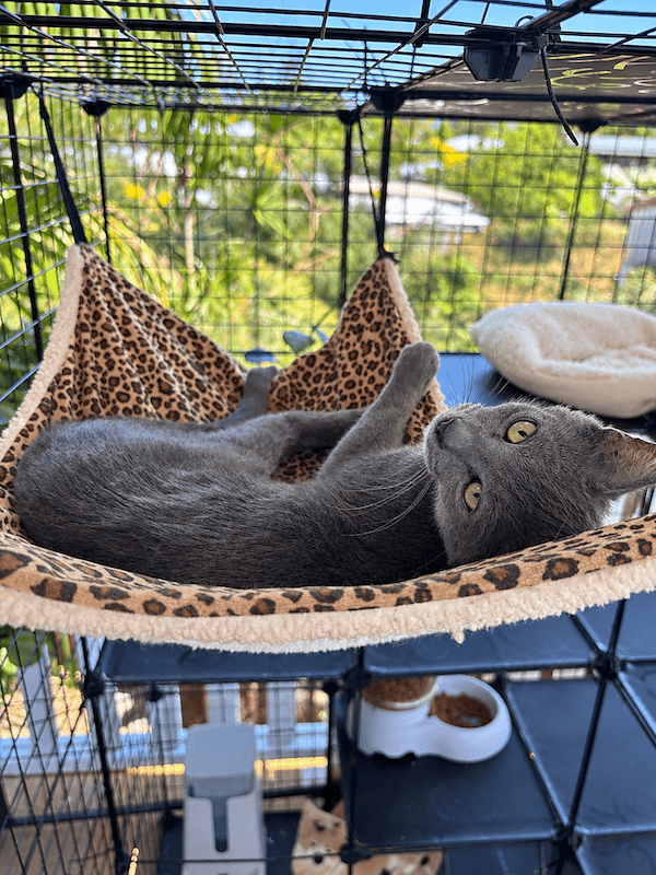 Smokie - Domestic Short Hair (DSH) cat available for adoption at RSPCA Queensland in Townsville