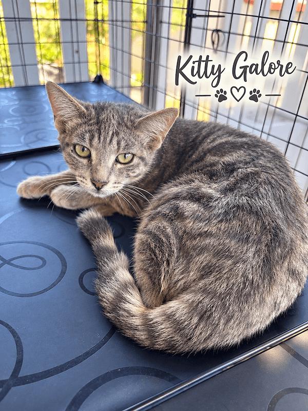 Kitty Galore - Domestic Short Hair (DSH) cat available for adoption at RSPCA Queensland in Townsville